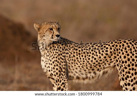 Cheetah in the Kruger Nation Park