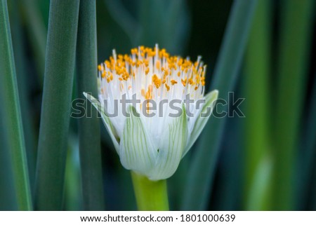 Haemanthus albiflos is a species of flowering plant in the family Amaryllidaceae, native to South Africa. It is sometimes given the English name paintbrush.