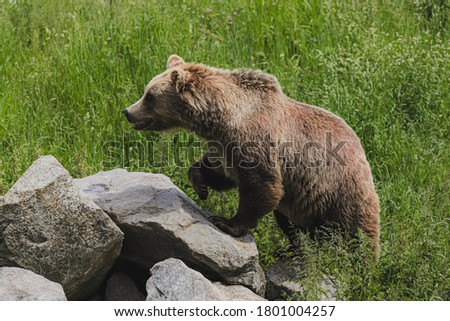 Big bear klimbing an big rock