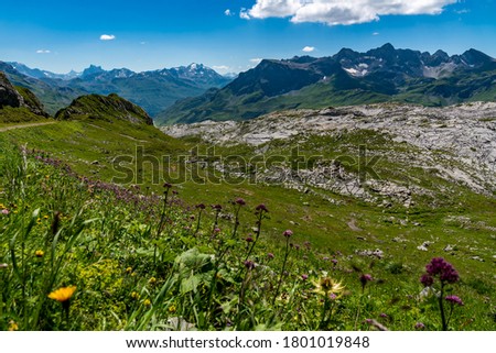 Flower-covered meadow at the foot of the mountains of Lech. Landscape in Vorarlberg, Austria with high mountains and stony slopes. a heavenly place for holiday. here is the geology path of Lech