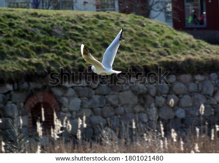 Bird flies past the ramparts at Nyköping's house