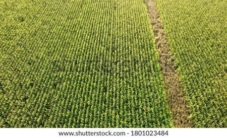 Cornfield photographed from above with the drone