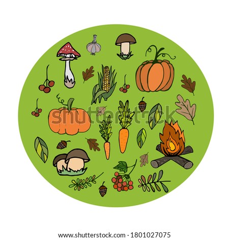 
Set of harvest. Set of autumn vegetables and mushrooms, cone leaves, viburnum, pumpkins, carrots, corn, garlic. Vector clip art on the theme of autumn in doodle style in color.