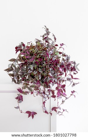 bushy wandering jew, Tradescantia zebrina, house plant on a clean white background, copy space, indoor plants Royalty-Free Stock Photo #1801027798