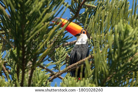 A beautiful Toco Toucan (Ramphastos toco) among the blue sky.
