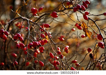 rosehips autumn fall colors wild rose