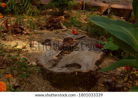 The mushroom grows on a large tree stump surrounded by flowers.