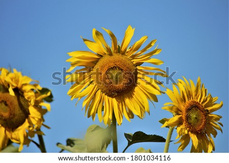 Photo of a field with large yellow sunflowers.