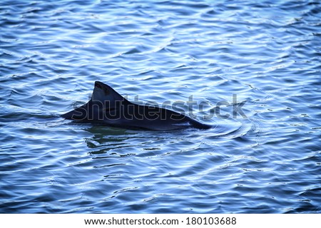 Common or Harbour Porpoise (Phocoena phocoena) dorsal fin breaking the water  Royalty-Free Stock Photo #180103688