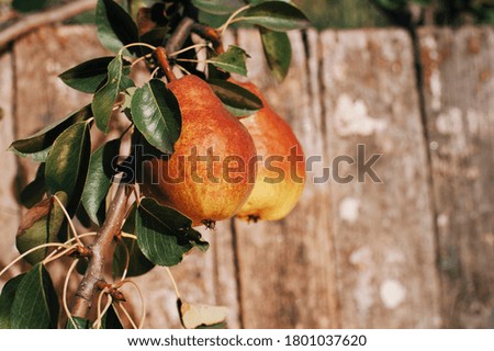 rustic pears on wooden background
