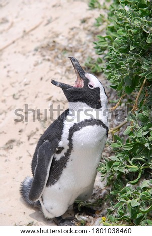 Penguin with open mouth looking up, at the beach, from a colony at Simons Town in South Africa