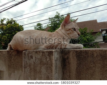 A cat sleeps on the wall in the morning.