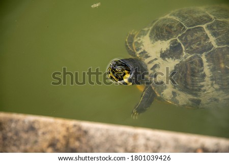 Yellow-headed turtle in pond with green water