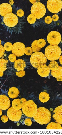 Yellow Flower Fresh Bloom Mari gold