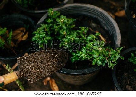 Gardener blending organic fertiliser with soil, enriching soil for plants to grow optimally. Taking care of plants and organic gardening concept. Royalty-Free Stock Photo #1801065763