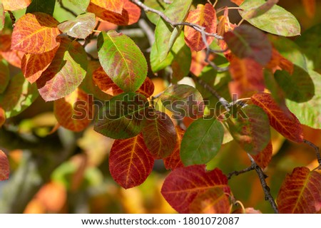 amelanchier lamarckii shadbush autumnal shrub branches full of beautiful bright red orange yellow leaves in sunlight