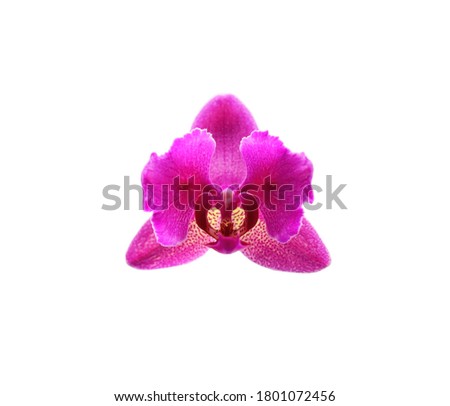 Beautiful delicate orchid flower isolated stock photo