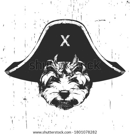 Portrait of Maltese Poodle with a pirate hat. Vector. 