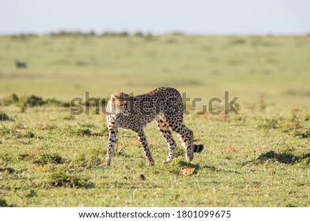 A cheetah walking in the plains of Masai Mara National Reserve looking for its prey during a wildlife safari