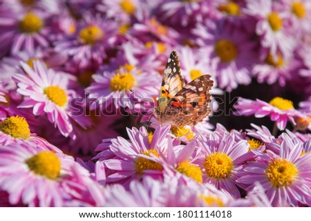 Butterfly Vanessa cardui sits on a chrysanthemum. Chrysanthemum background with a copy of space. Butterfly close-up. Beautiful lilac chrysanthemums are blooming in the garden.