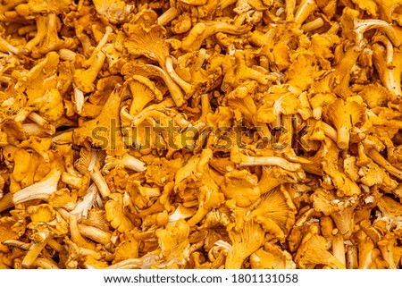 A big pile of chanterelles that fills the whole picture. A background of mushrooms.