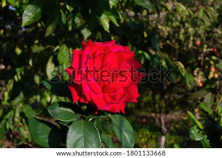 Roses in the garden. Bright red roses on a green background