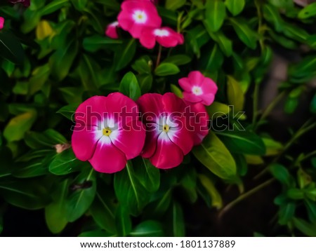 Catharanthus roseus, commonly known as bright eyes, Cape periwinkle, is a species of flowering plant in the family Apocynaceae. It is native and endemic to Madagascar,