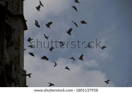 Blue Sky with birds flying.