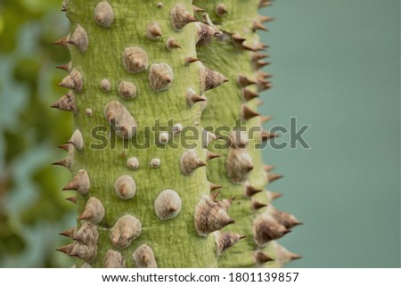 Photo of a crocodile tree trunk covered with many thorns.