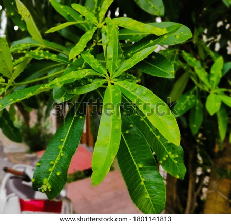 beautiful Leaves captured from home garden. Nothing is more beautiful than natural beauty