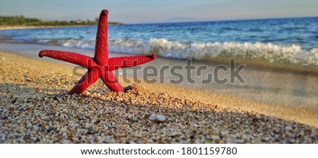 Picture of a starfish on the beach. 