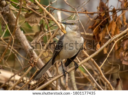 A beautiful Northern Mockingbird captured singing in the thick vegetation of a south Texas woodland.