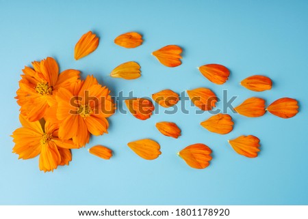 Neatly laid petals and blossoming buds of Cosmeya, on a blue background