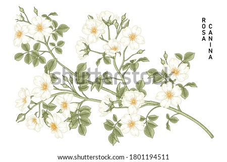 Sketch Floral decorative set. White Dog rose (Rosa canina) flower drawings. Vintage line art isolated on white backgrounds. Hand Drawn Botanical Illustrations. Elements vector. Royalty-Free Stock Photo #1801194511