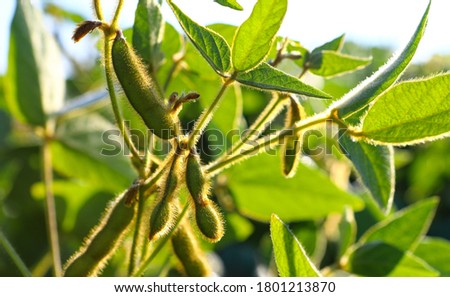 Young, still green soybean plantation, close up. Soybean plant. Soybean pods. Soybean field. Sunny summer day. Agriculture, the concept of a good harvest. Royalty-Free Stock Photo #1801213870
