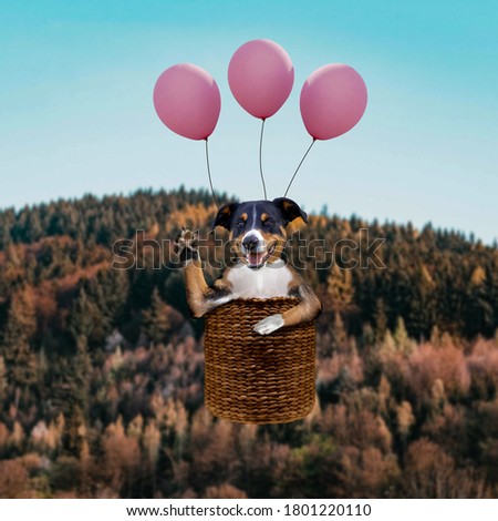 Flying dog on the air balloon in the basket, Hello or Goodbye 