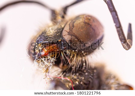 mason wasp in macro photography