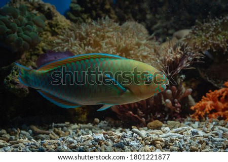 Parrot fish in coral reefs