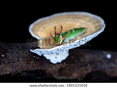 Photo Of Green Caterpillar on Mushroom