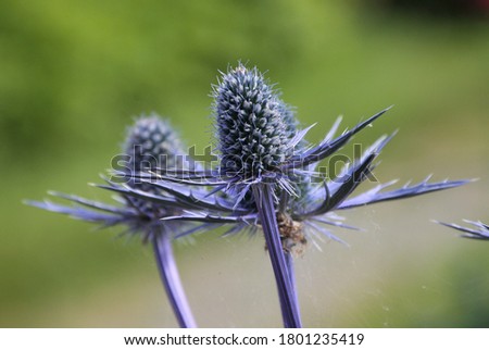 close up of blue thistles with green blury background