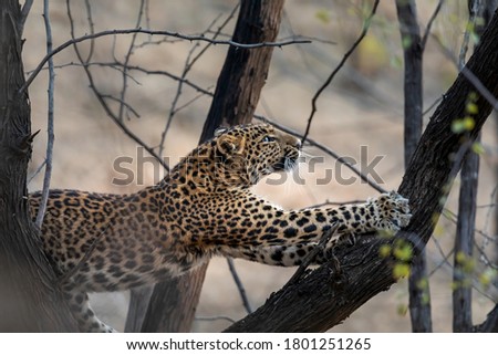 Leopard cub in the wild at Jhalana Safari Park, Rajasthan, India