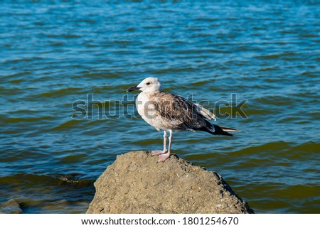 a gull on the rocks against the background of a calm sea in summer