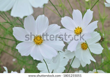Beautiful cosmos flowers in a garden, white and pink cosmos. Summer garden flowers