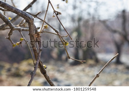 Tree in early spring. View from below. Azerbaijan nature. Selective focus.