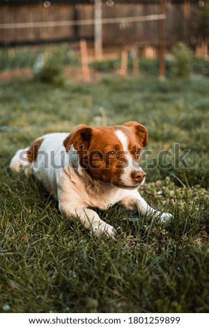 Cute dog laying down in the grass