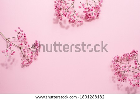 Pink Gypsophila flower on pastel background with copyspace