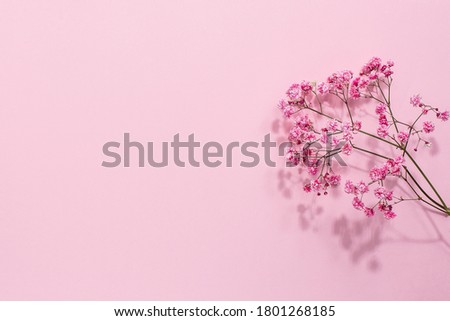 Pink Gypsophila flower on pastel background with copyspace