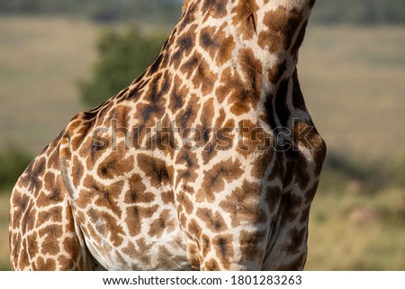 A close-up of chest patterns of giraffe as it is walking in the plains of Masai Mara National reserve during a wildlife safari