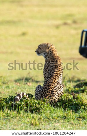 A cheetah cubs sitting surveying the plains for a prey in the plains of Africa inside Masai Mara National Reserve during a wildlife safari