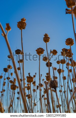 Dry stems of flowers against the sky